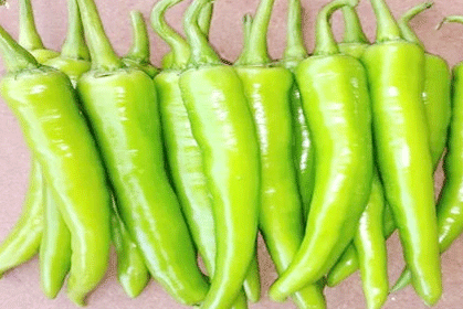 Bajji Chilli - Image 4