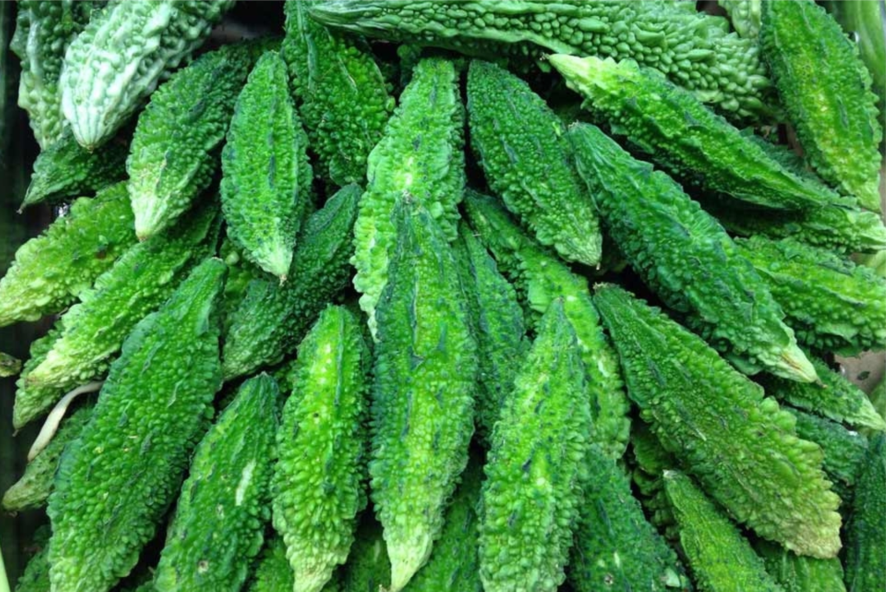 Bitter Gourd - Image 3