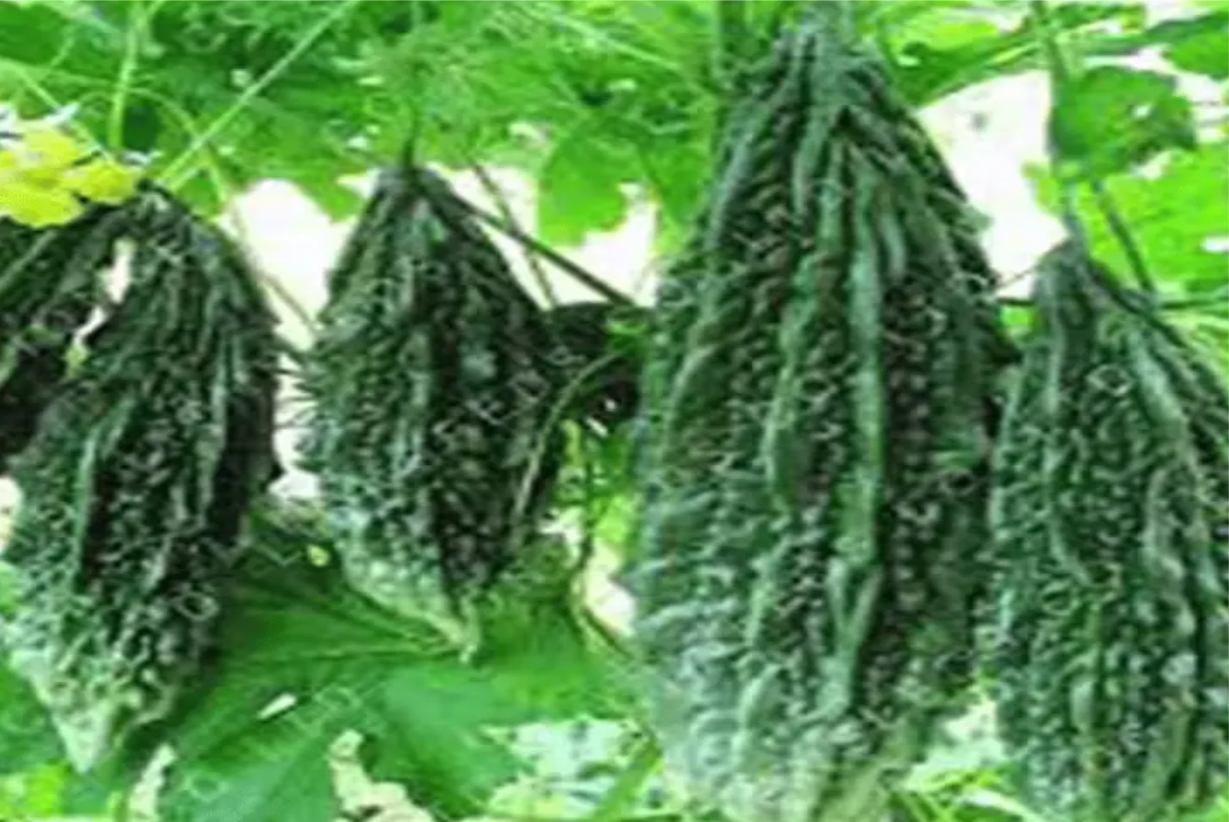Bitter Gourd - Image 4