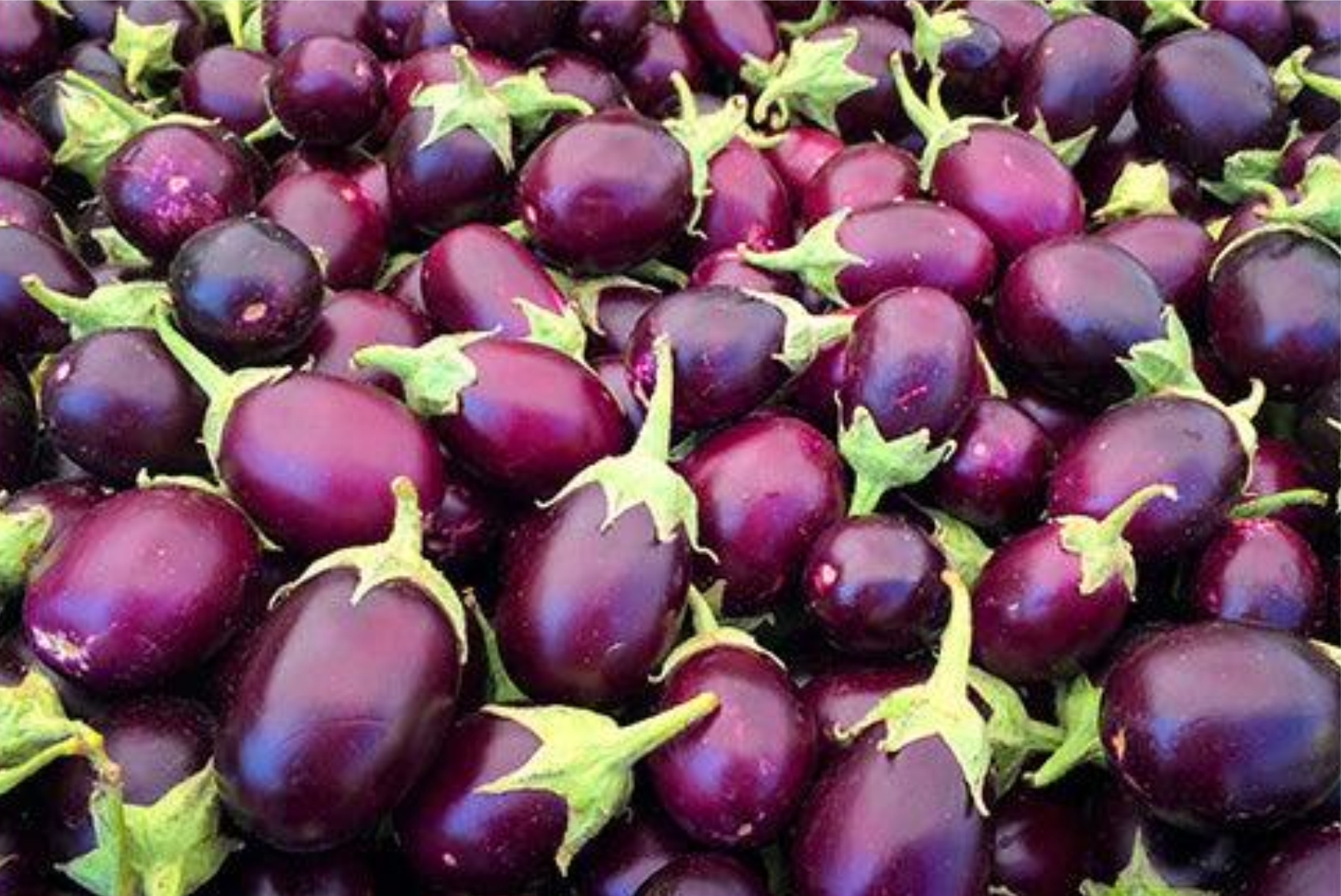 Brinjal - Image 2