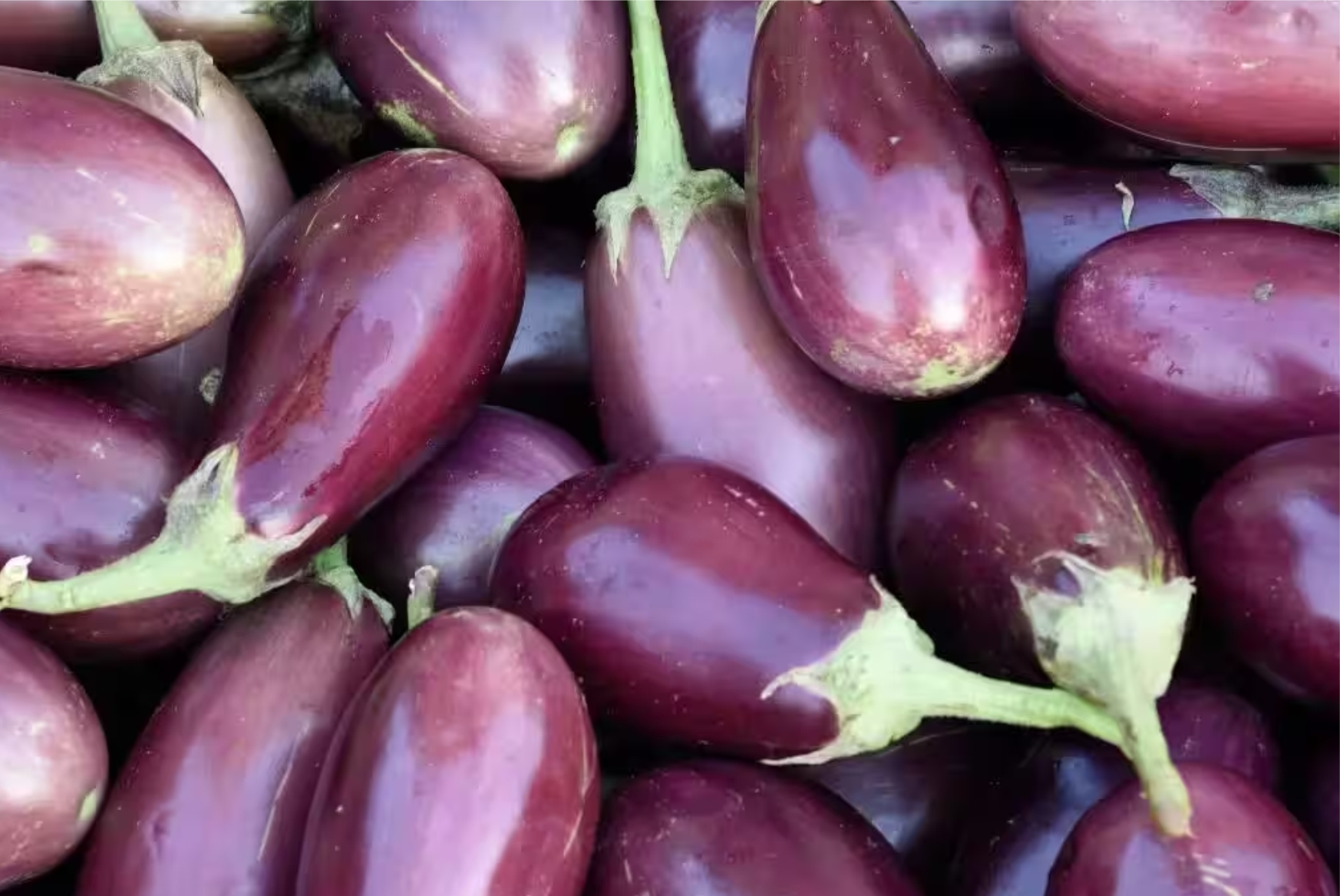 Brinjal - Image 3