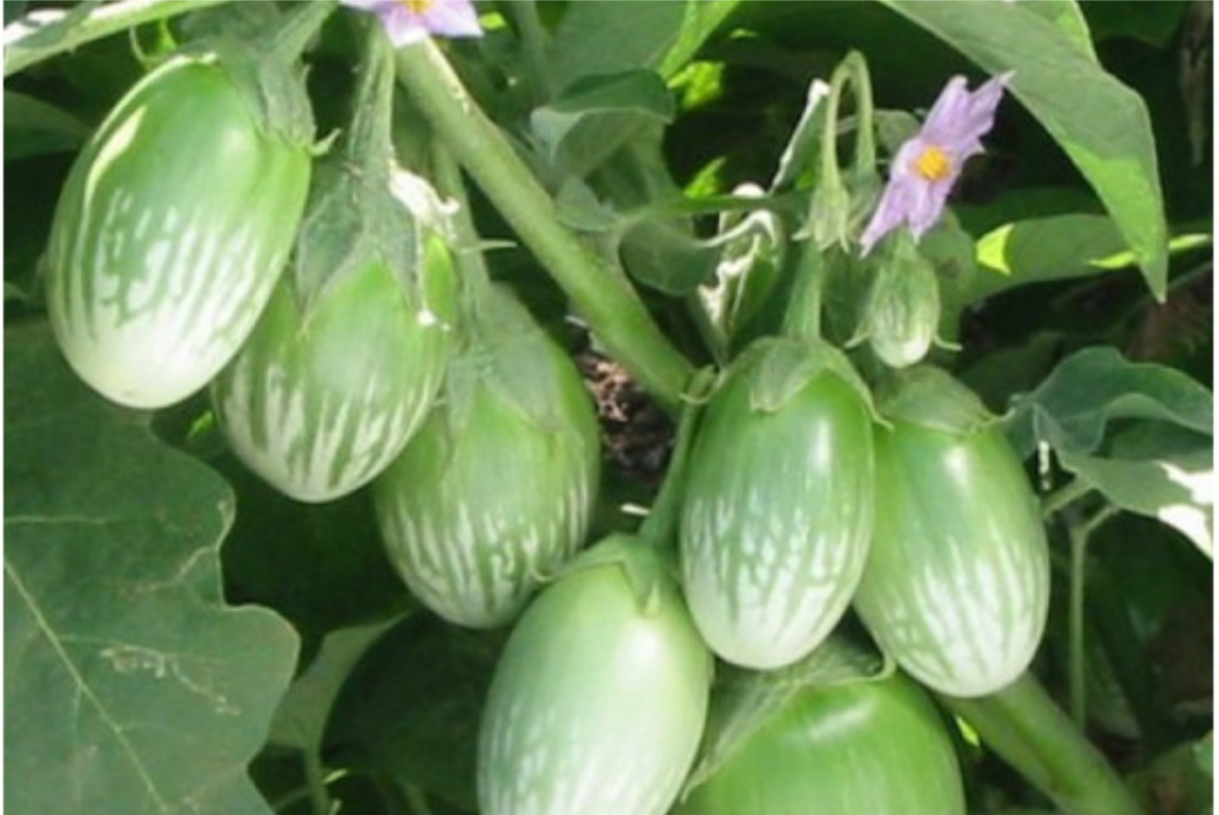 Brinjal - Image 4