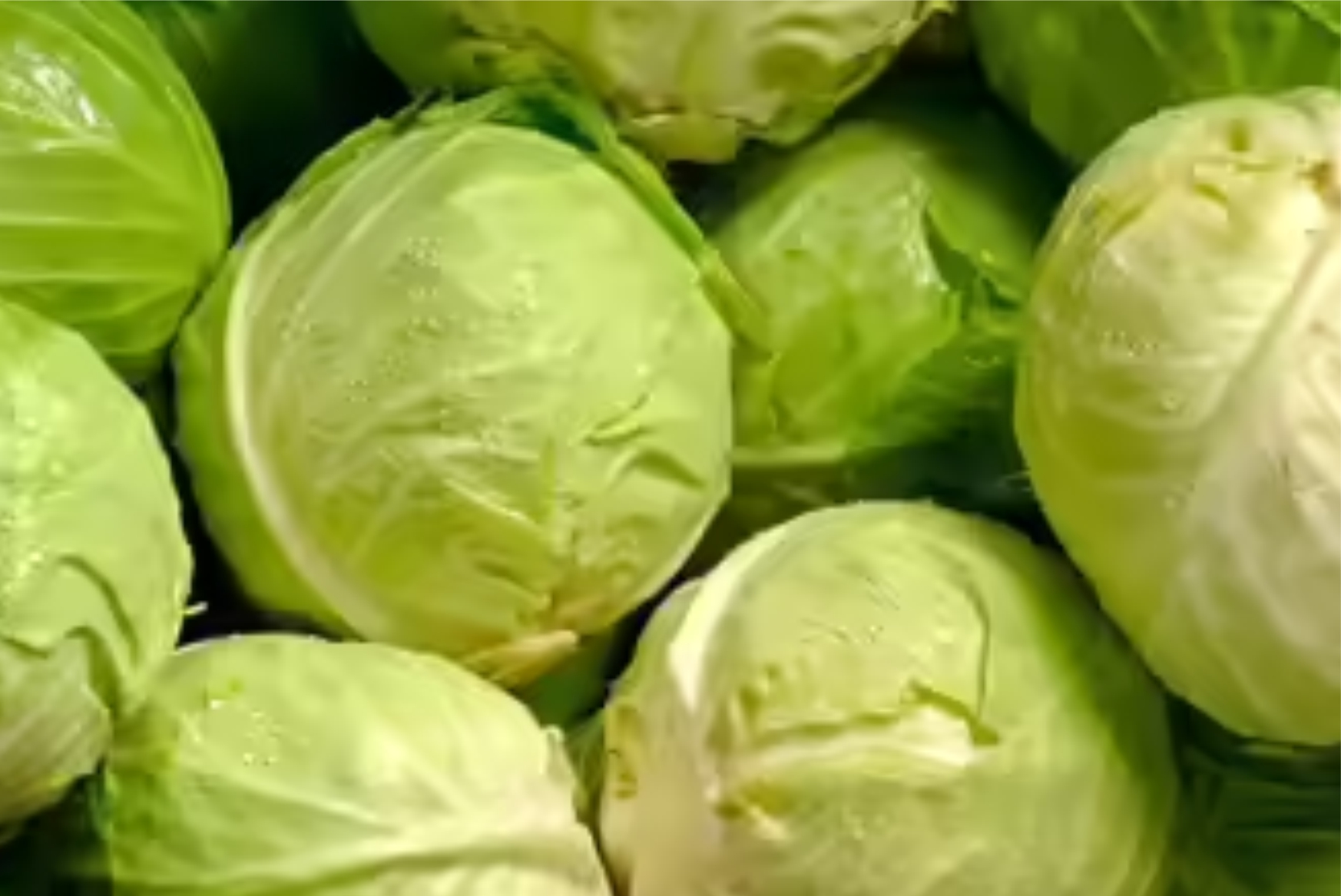 Cabbage - Image 3