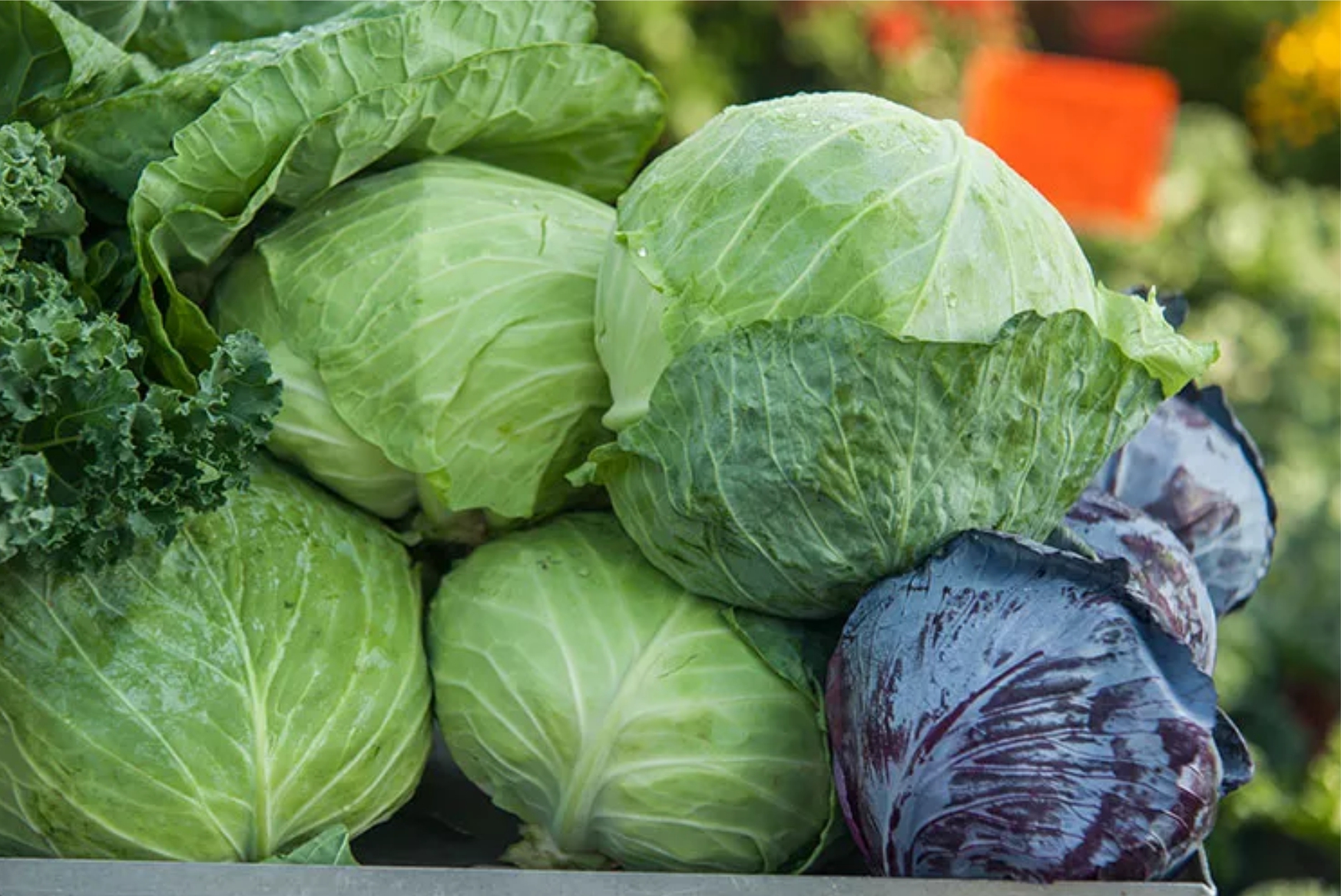 Cabbage - Image 4