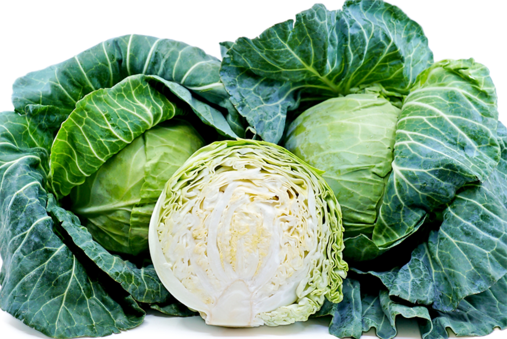 Cabbage - Image 2