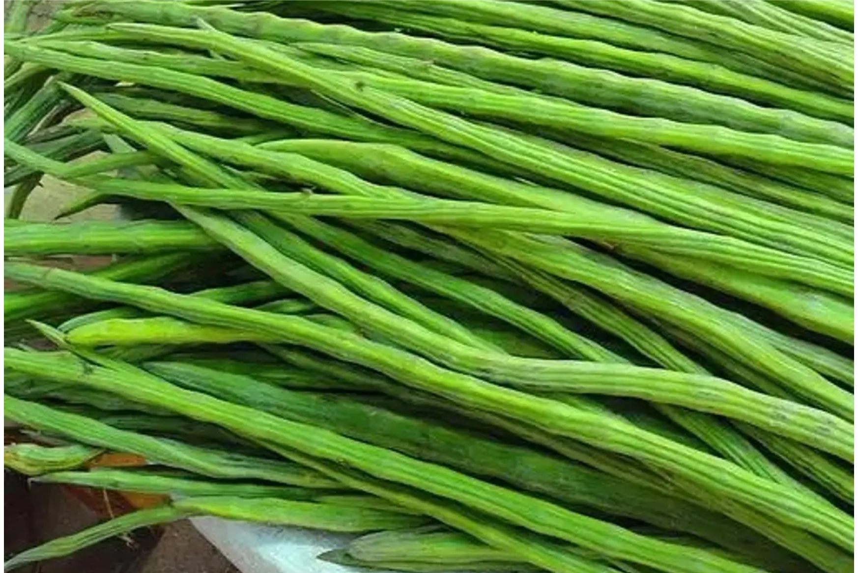 Drumstick - Image 2