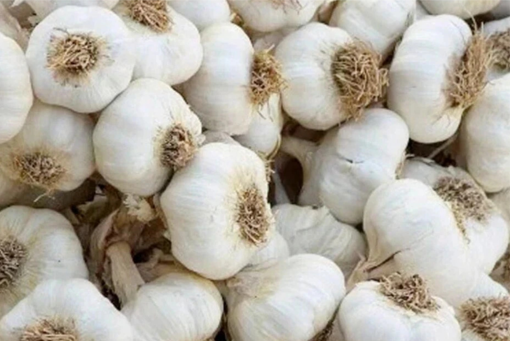 Garlic - Image 2