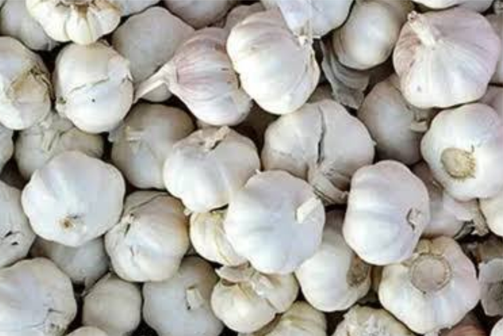 Garlic - Image 3