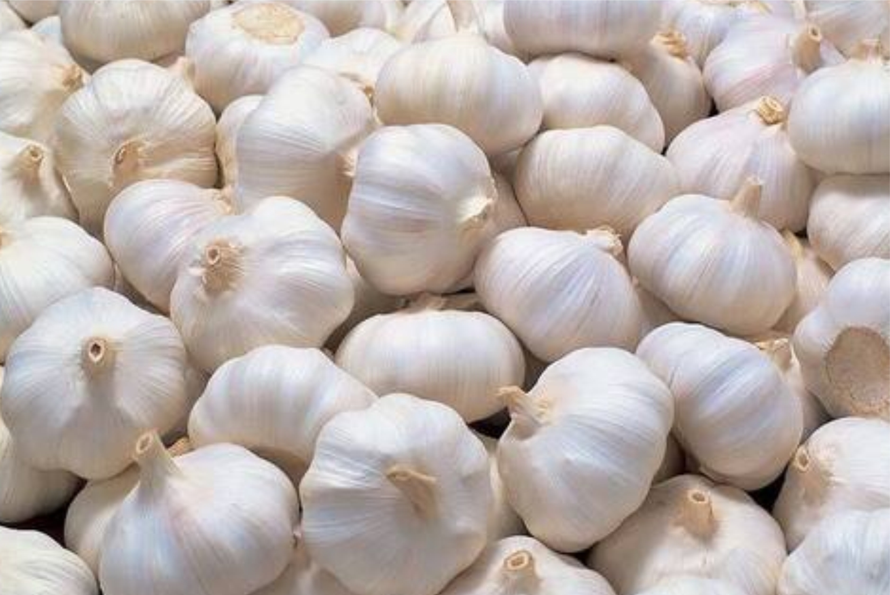 Garlic - Image 4