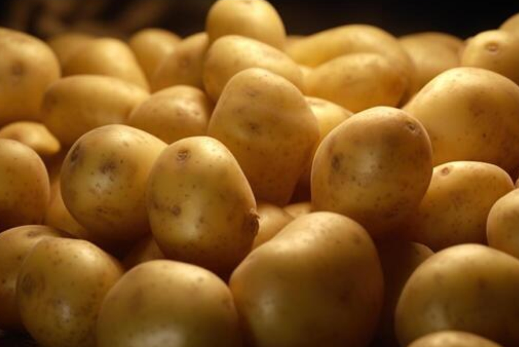 Potato - Image 2
