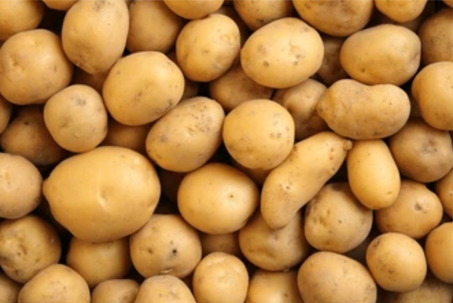 Potato - Image 3