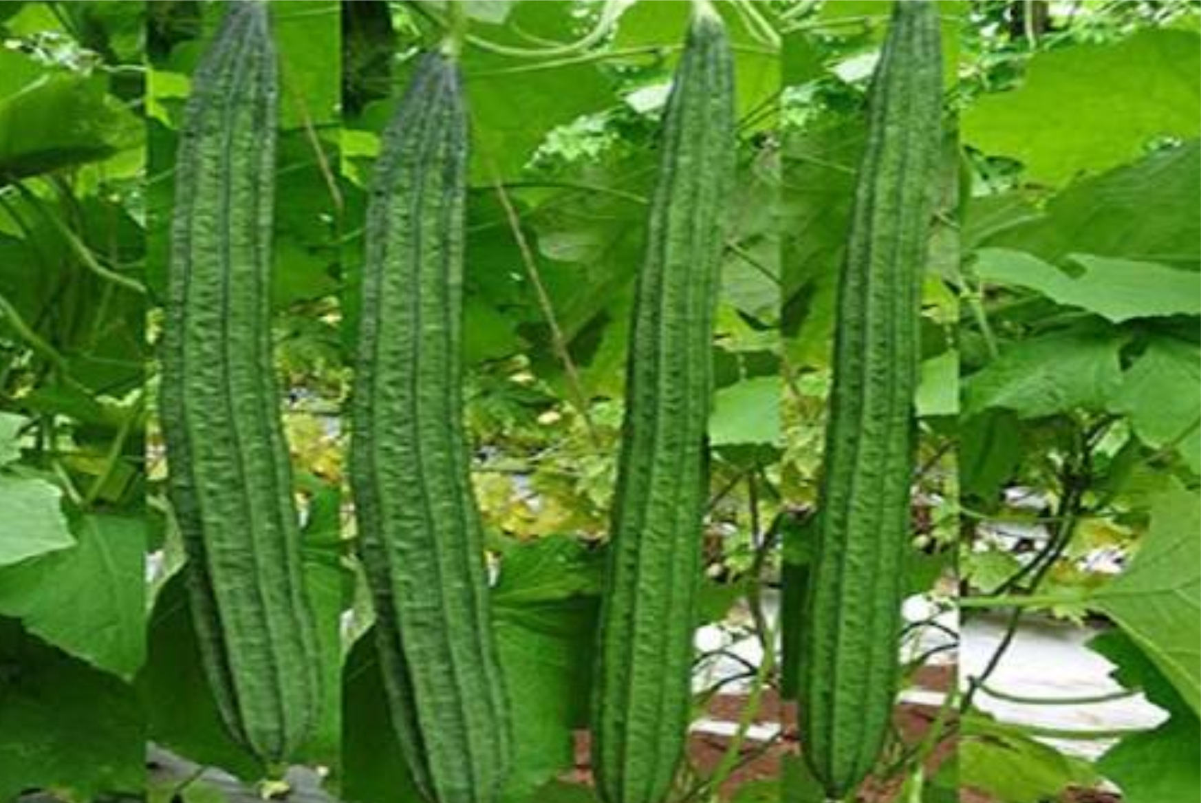 Ridge Gourd - Image 4