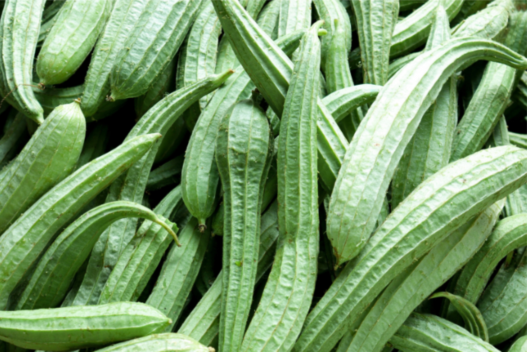 Ridge Gourd - Image 2