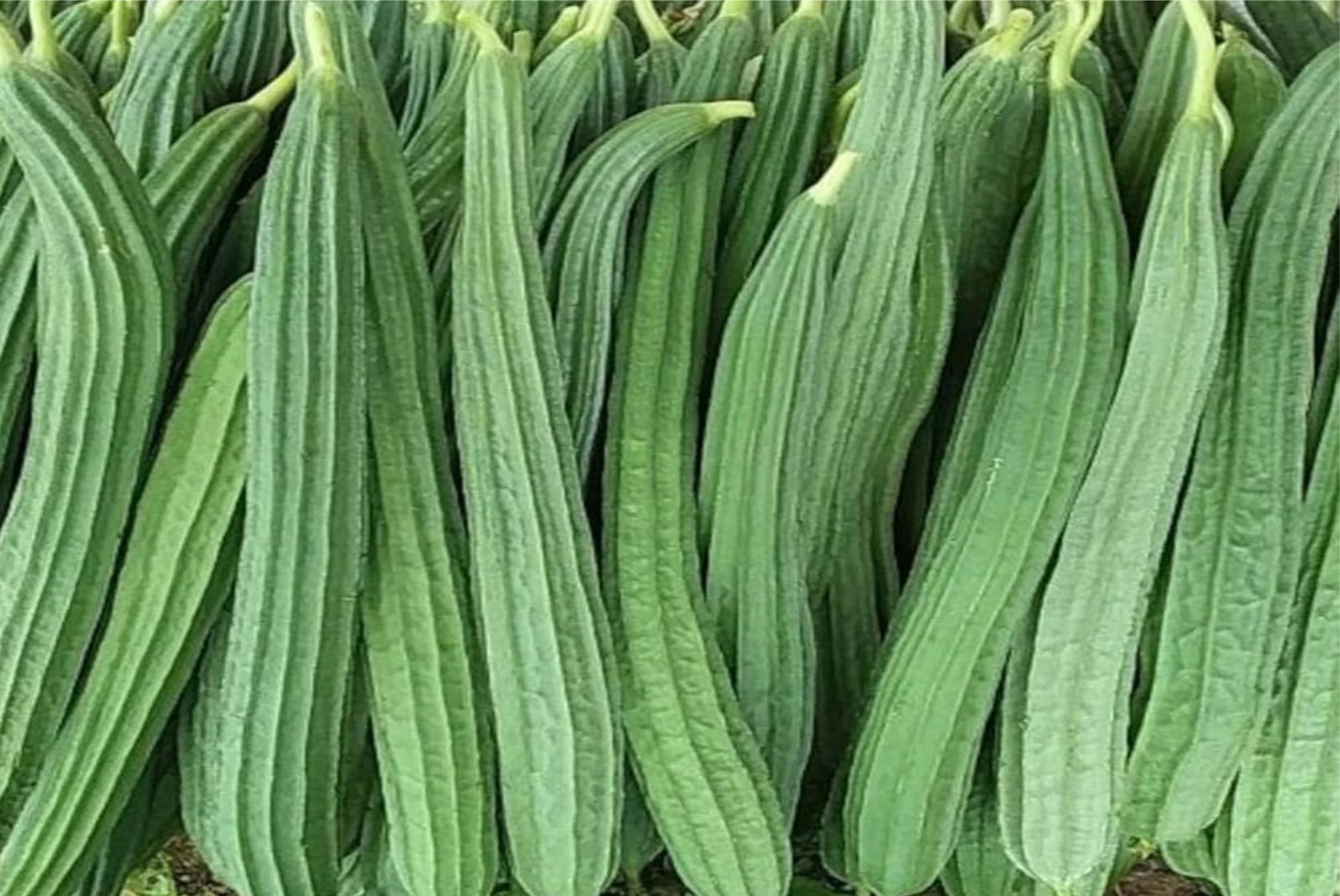 Ridge Gourd - Image 3